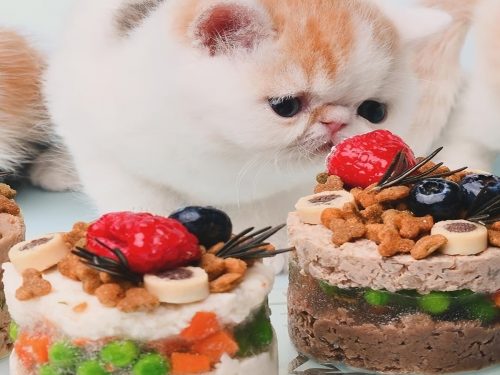 Birthday Cake for Your Cat