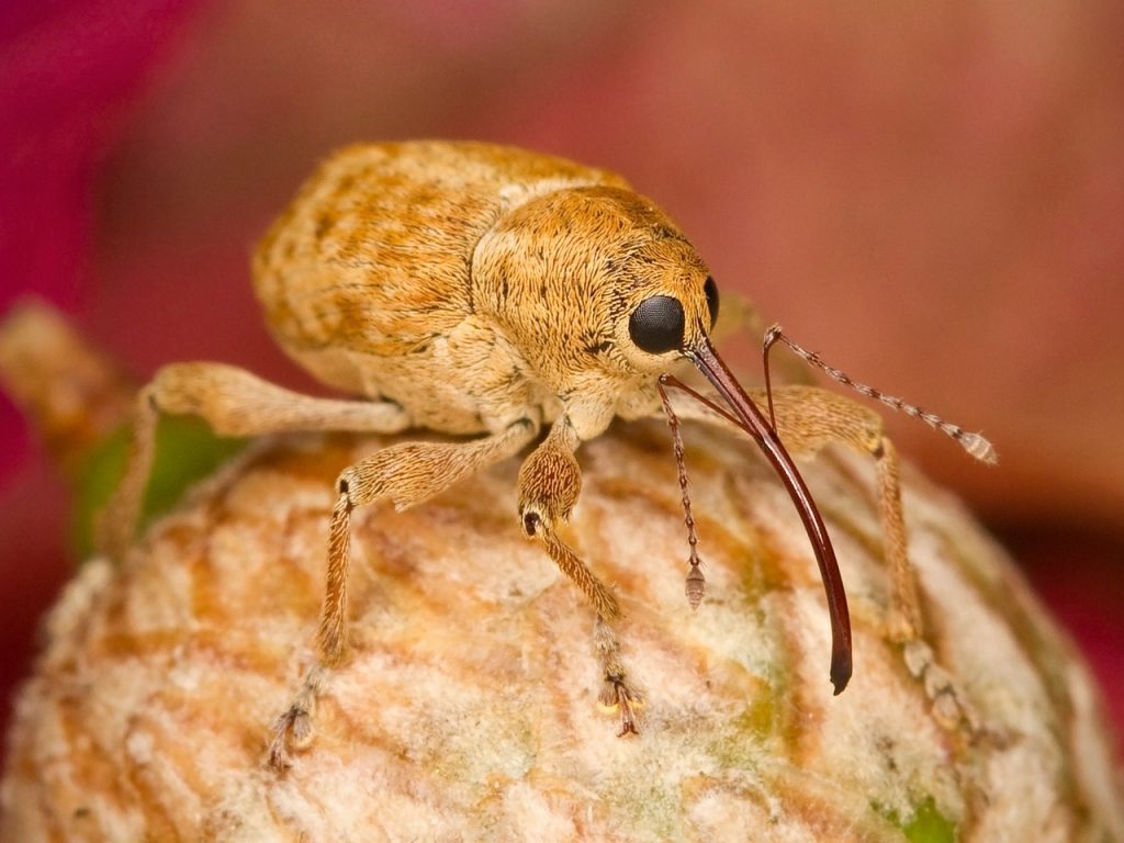 Filbert weevil