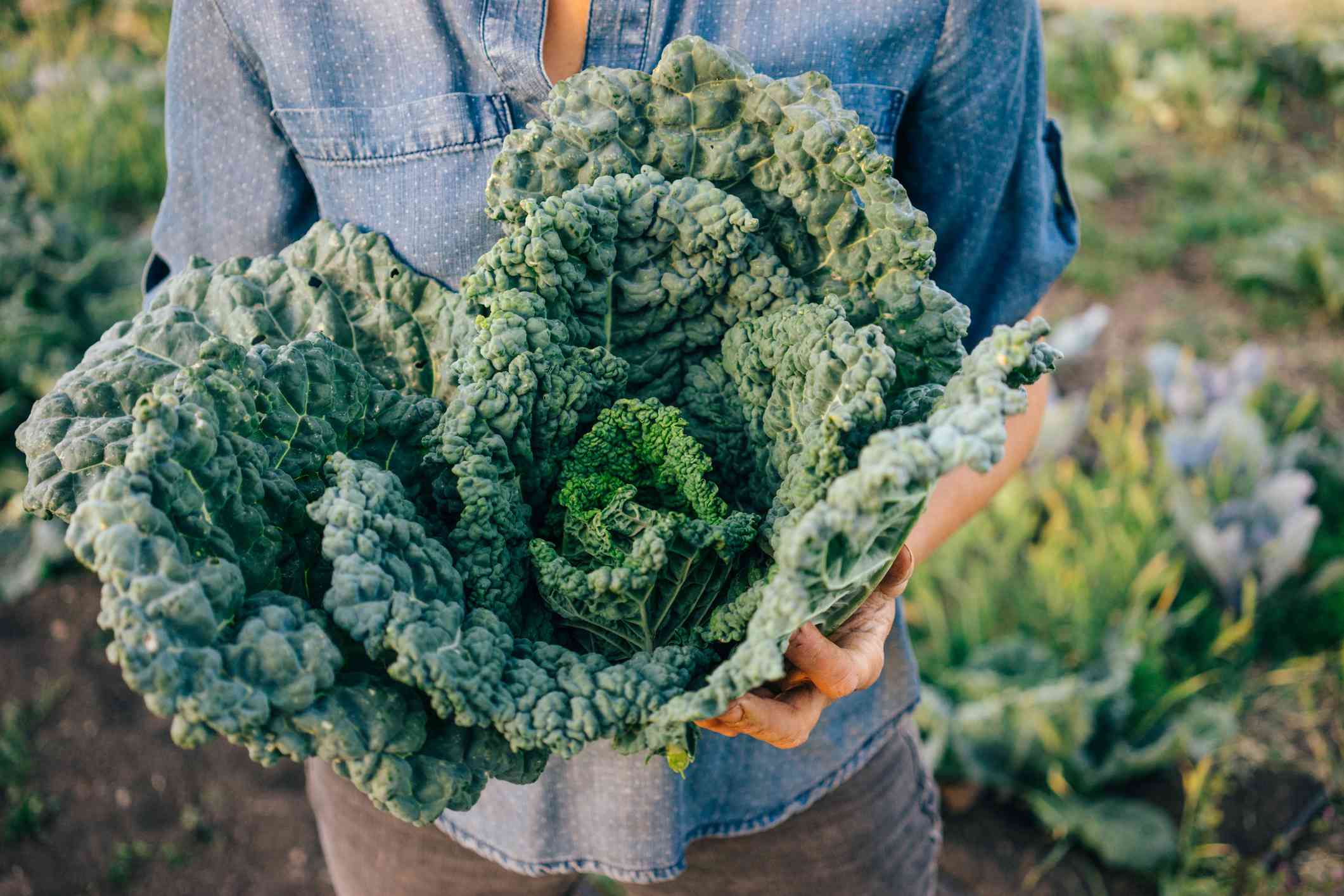 how-to-brine-kale