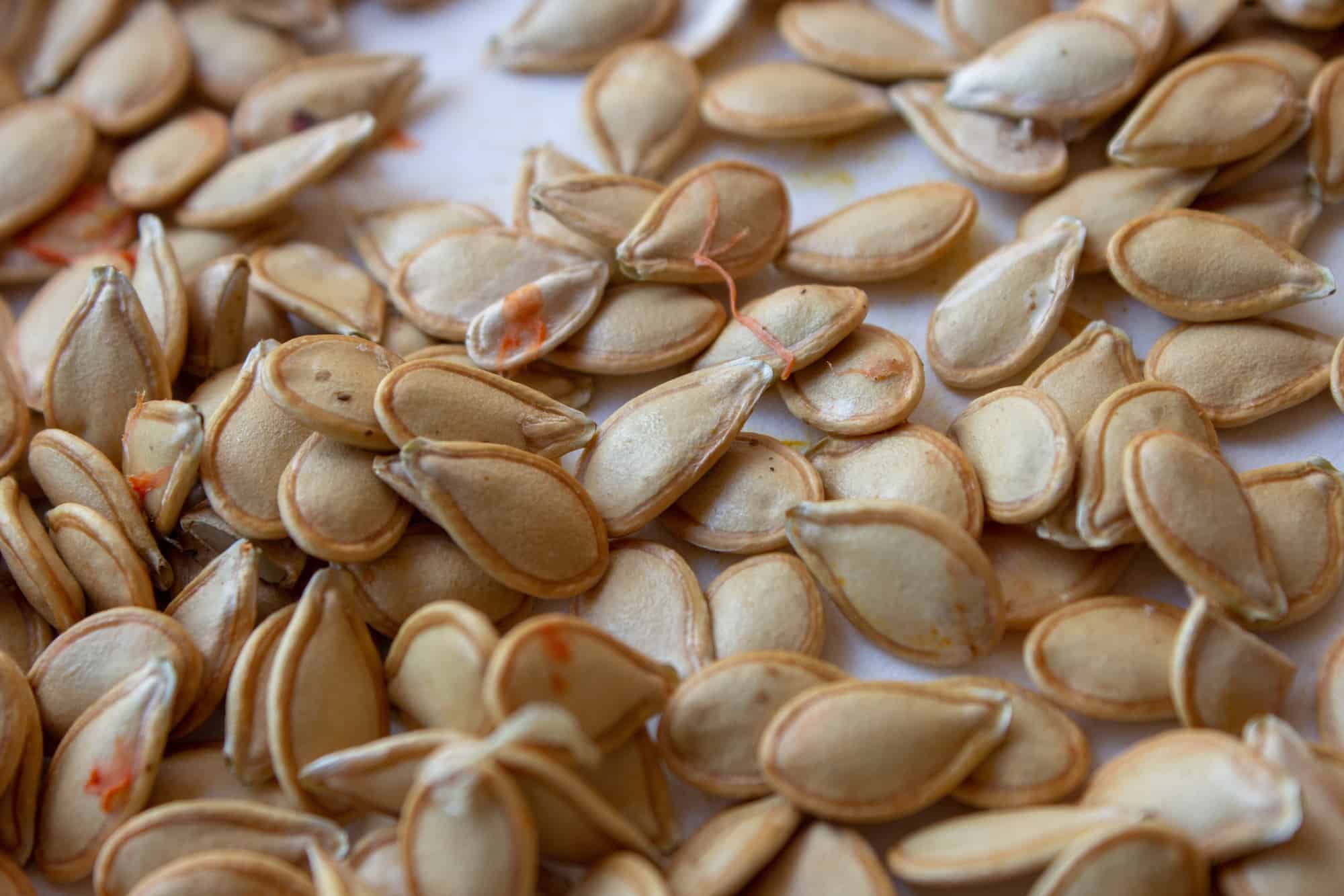 how-to-dehydrate-seeds