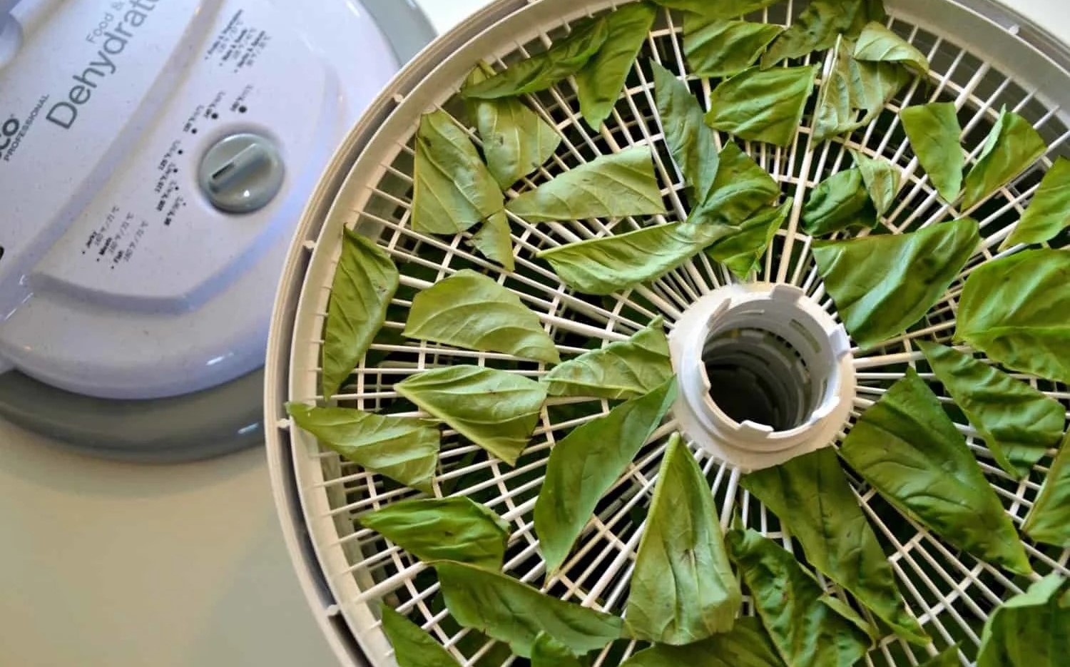 how-to-dehydrate-sweet-basil