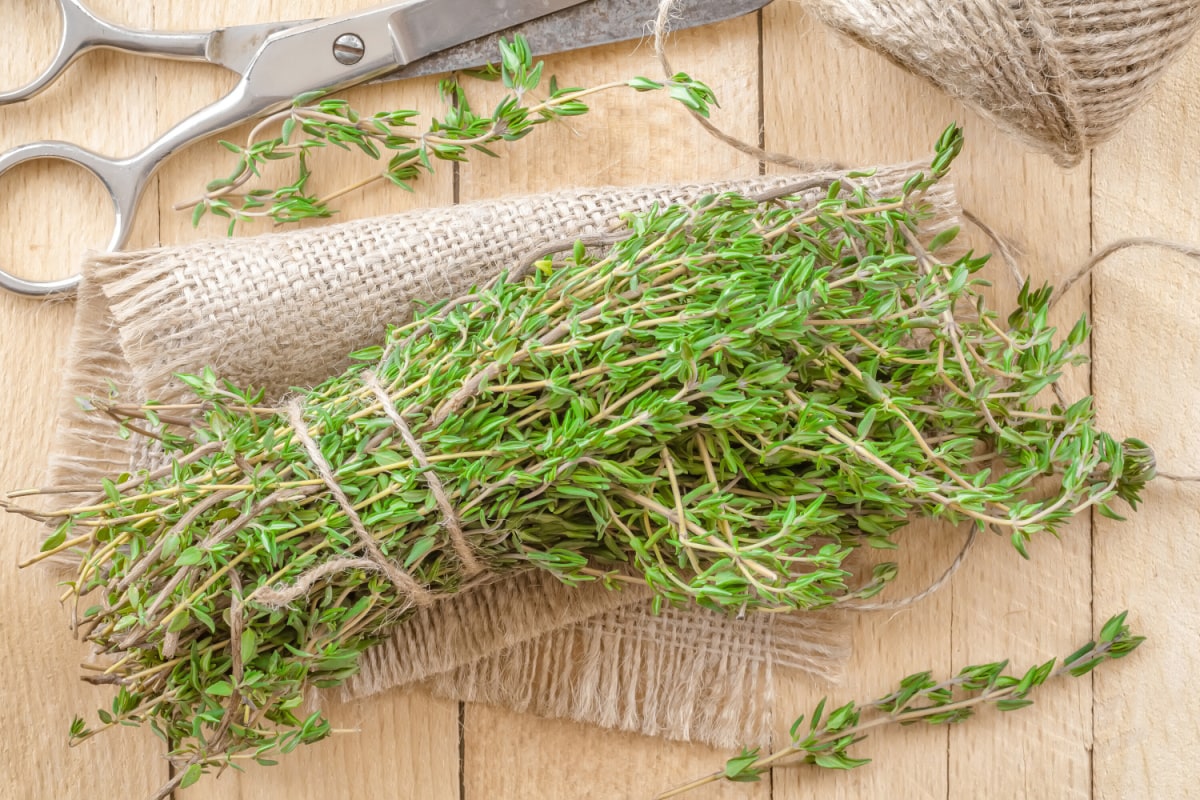 how-to-dehydrate-thyme-in-a-dehydrator