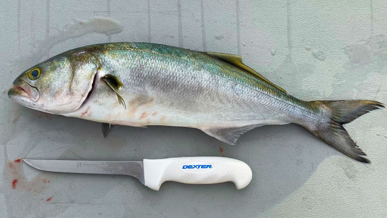 how-to-grill-blue-chopper-fish